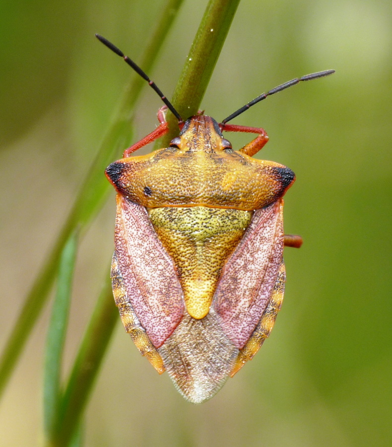 Pentatomidae: Carpocoris mediterraneus della Toscana (LI)